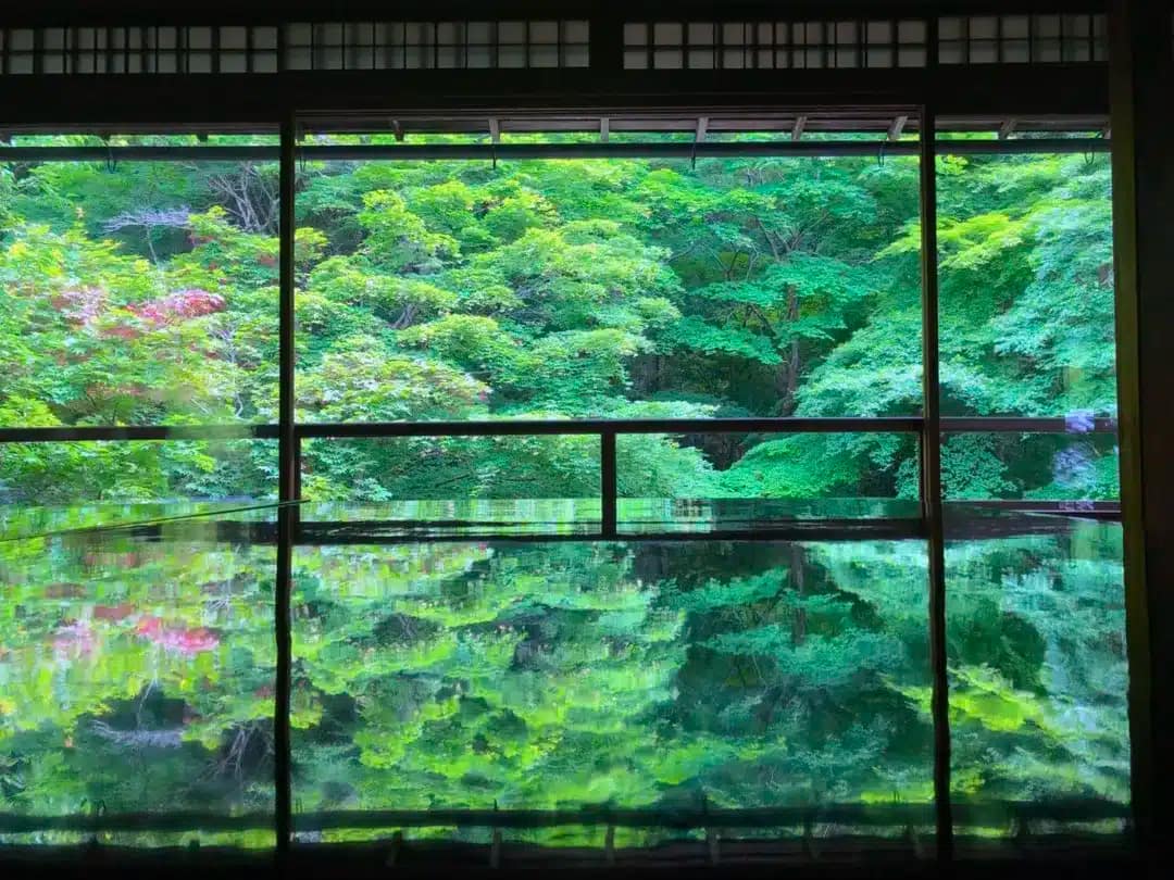 新緑の日本庭園 - Fresh Green Japanese Garden#日本 #和室 #庭園 #日本庭園 #樹木 #林 #森 #緑 #新緑 #夏 #初夏 #四季 #観光 #旅行 #伝統美 #Japan #JapaneseStyleRoom #Garden #JapaneseGarden #Forest #Green #FreshGreen #Summer #EarlySummer #FourSeasons #Sightseeing #Travel #Traditional #TraditionalBeauty #instagay